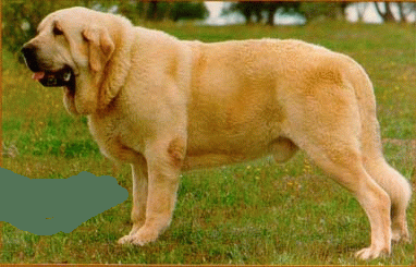 DOG SPANIOL 